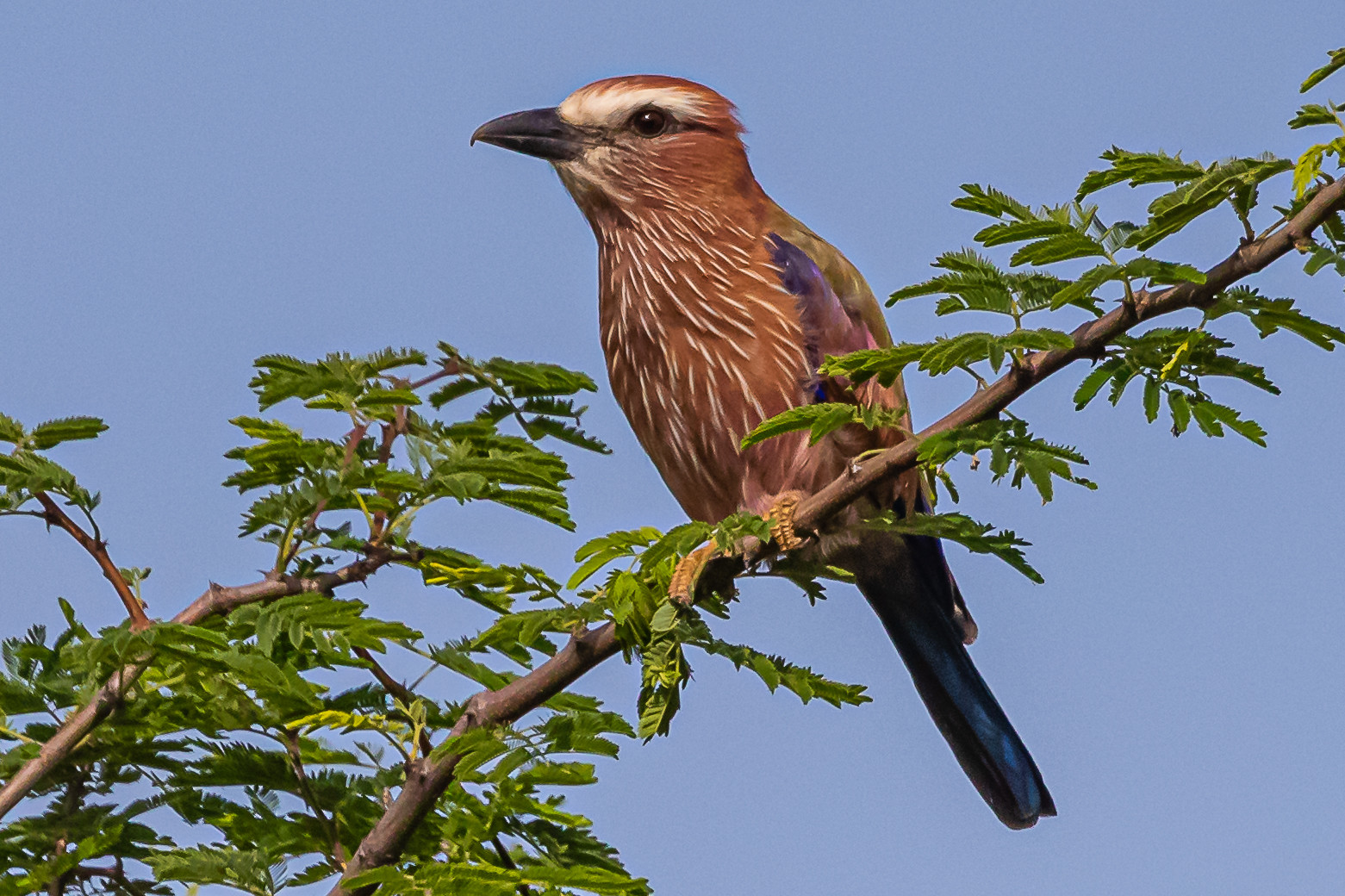 image Rufous-crowned Roller